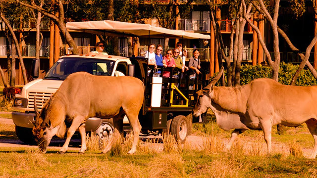 Disney Animal Kingdom Villas Kidani Village Hotel ANY 6 Nights ANY YEAR STUDIO