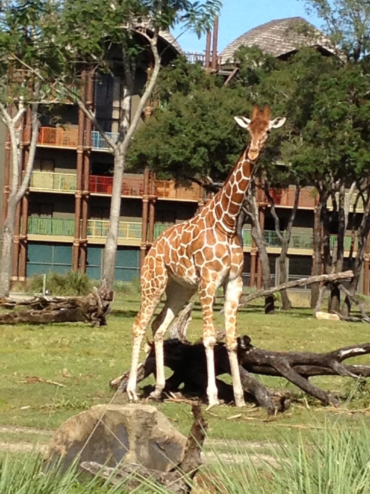 Disney Vacation Club (DVC) 50 points rental Buy More-Less Points