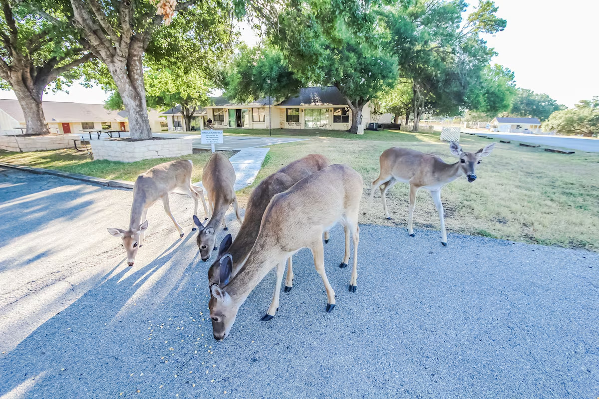 Welcome to the Shores at Lake Travis, Lago Vista, TX