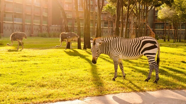 Disney Animal Kingdom Villas Jambo House Hotel ANY 6 Nights ANY YEAR 2 BR point