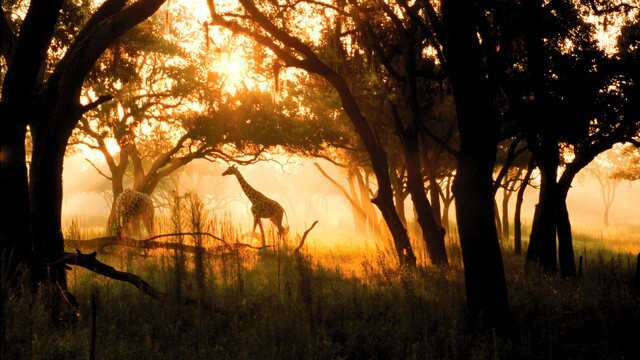 Disney Animal Kingdom Villas Kidani Village Hotel ANY 4 Nights ANY YEAR 2 BR