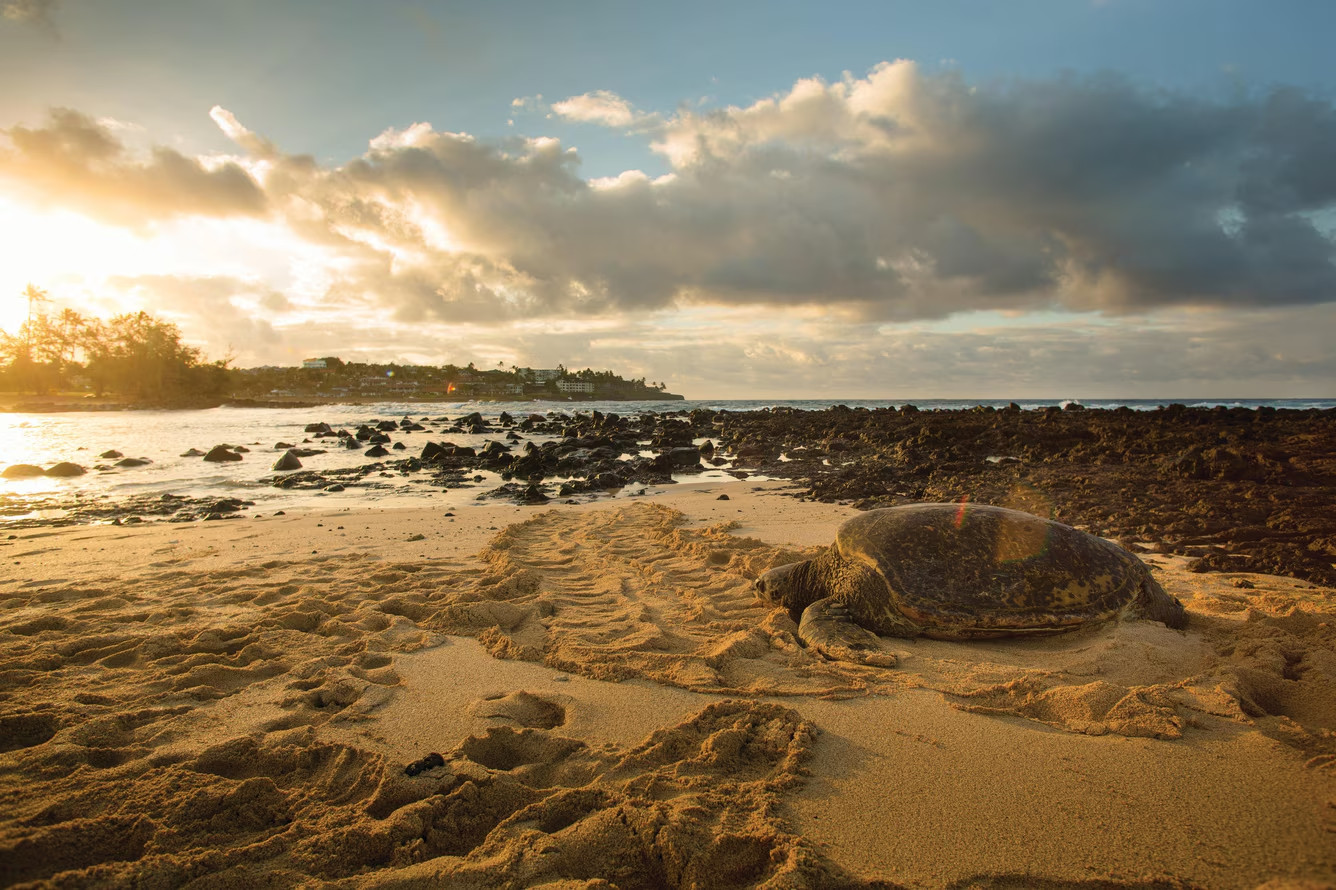 Marriott Waiohai Beach Club Kauai Hawaii Resort 2 BR 6 Nights ANY YEAR Hotel