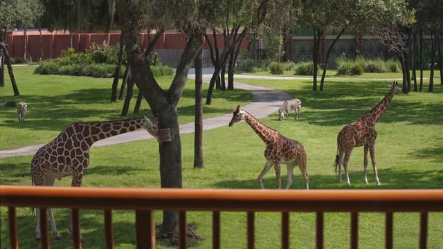 Disney Animal Kingdom Villa Kidani Village Hotel ANY 3 Night ANY YEAR 3BR Resort