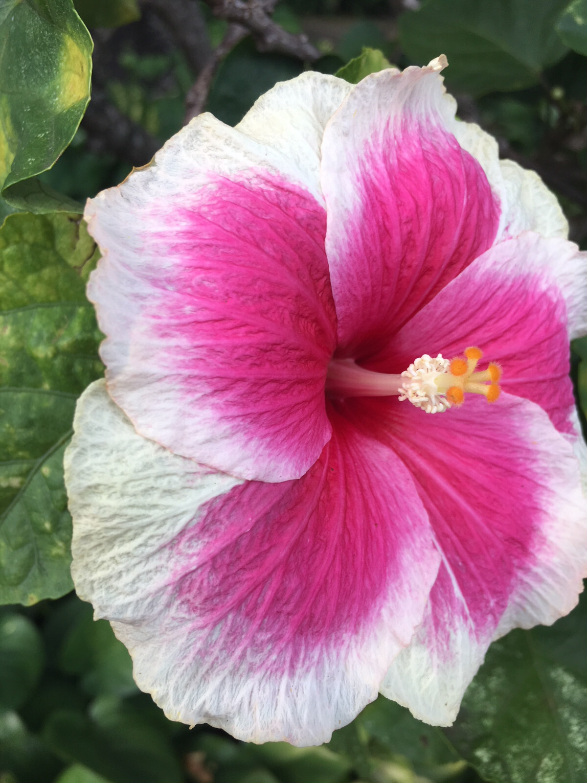 ALII KAI RESORT