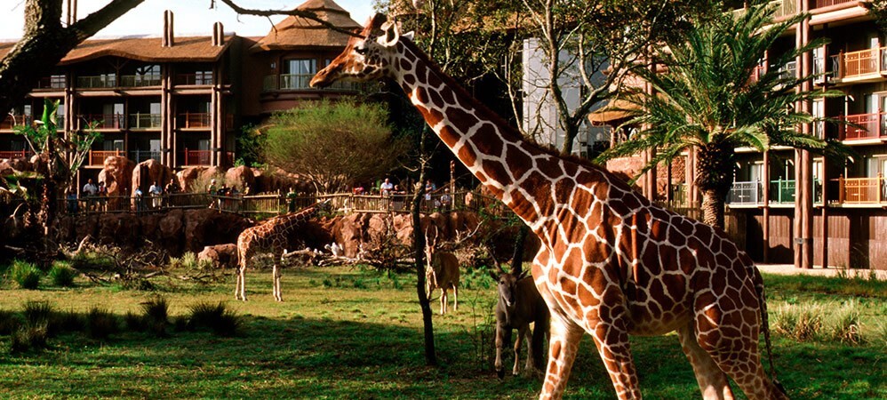 Disney Animal Kingdom Villas Jambo House Hotel ANY 6 Nights ANY YEAR 2 BR point