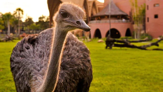 Disney Animal Kingdom Villa Kidani Village Hotel ANY 3 Night ANY YEAR 3BR Resort